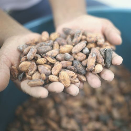 Cacao