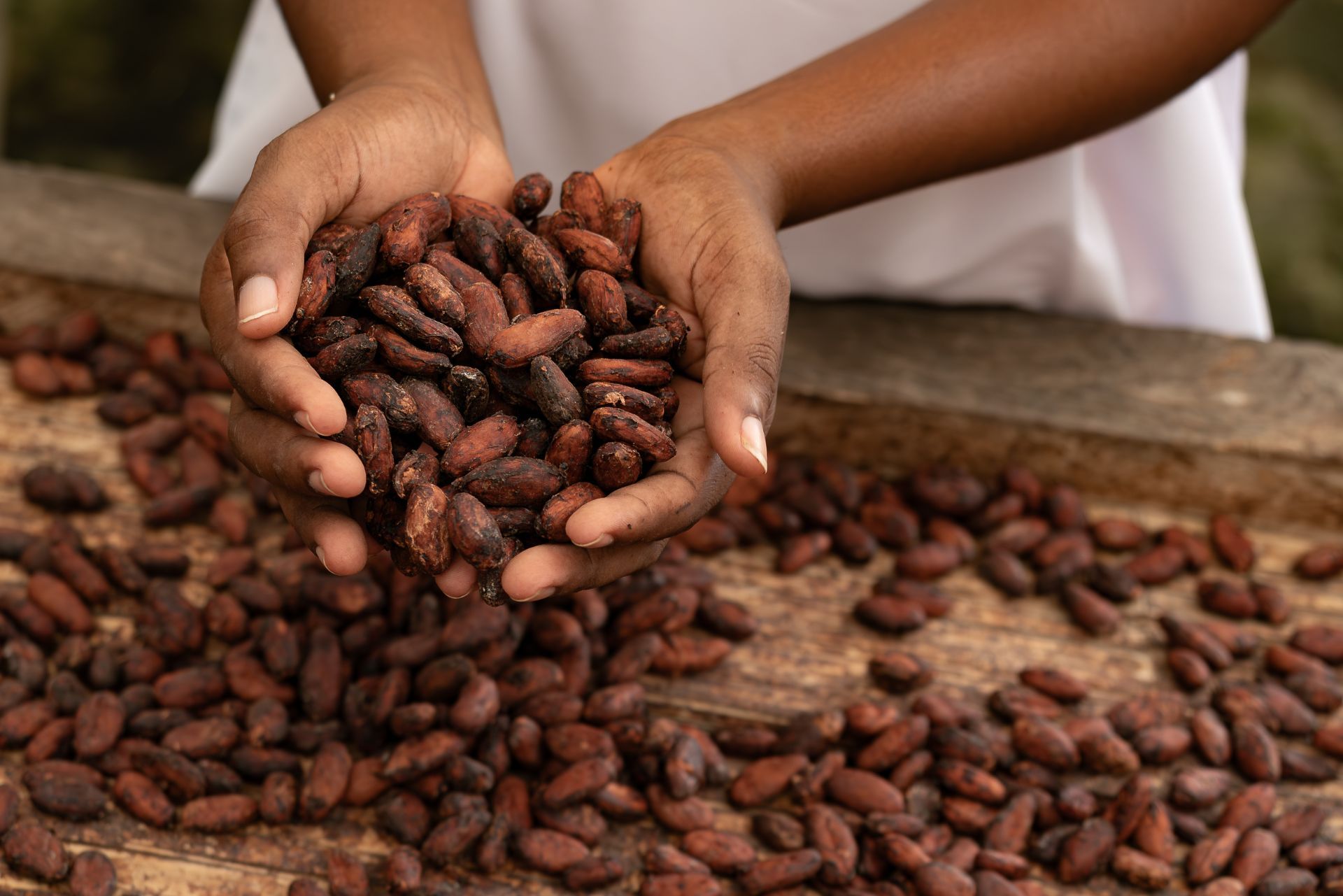 Cacao como motor de paz en Colombia