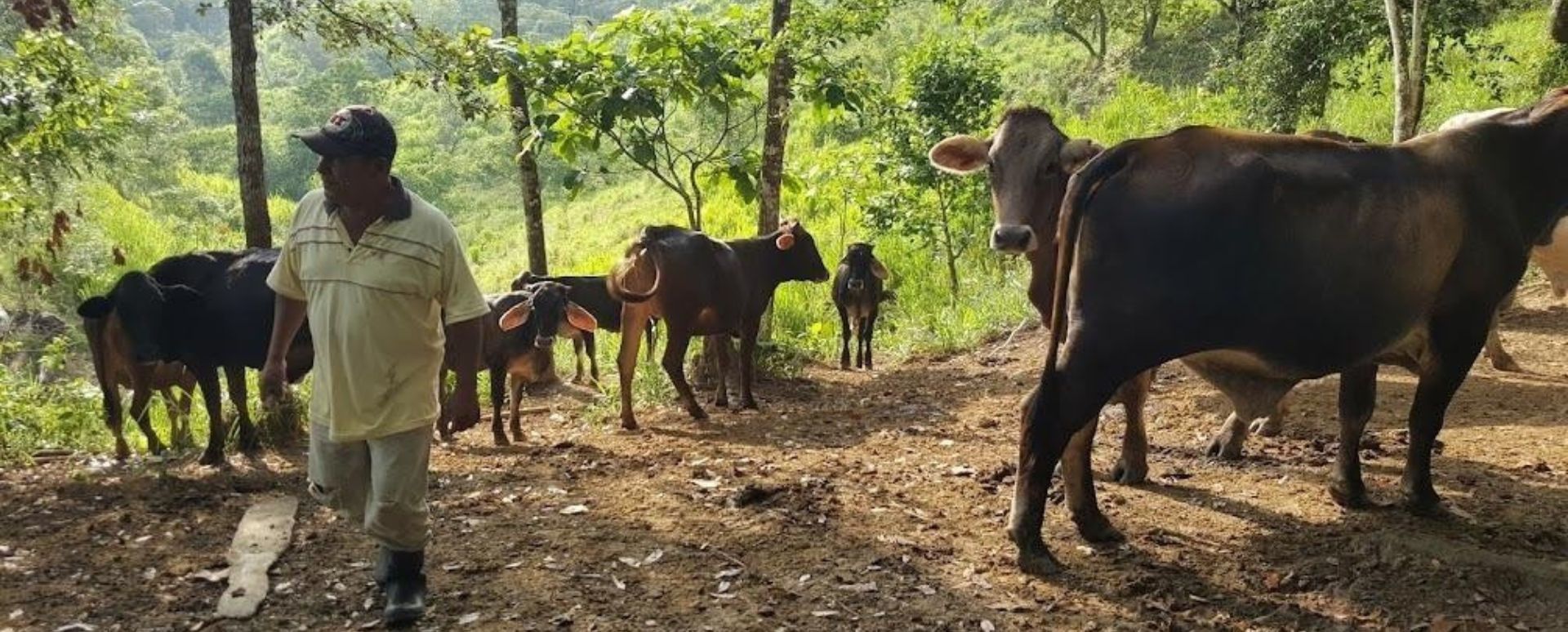 Donación Raíz: Ganadería Regenerativa